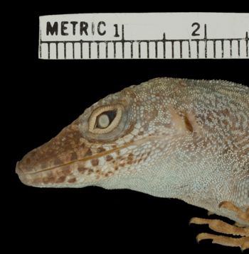 Media type: image;   Herpetology R-71068 Aspect: head lateral